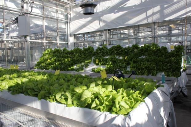 Roof-top-greenhouses, City Landscape and Urban Agriculture 747 Figure 1: Comparison between floating raft hydroponic lettuce system (13.