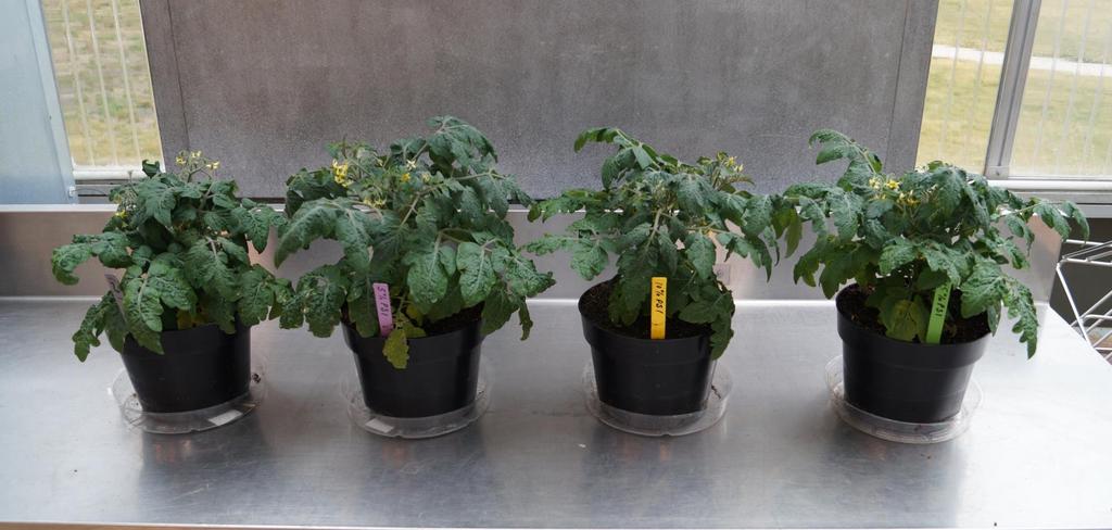 Control 5% PSB 10% PSB 15% PSB Tomato plants