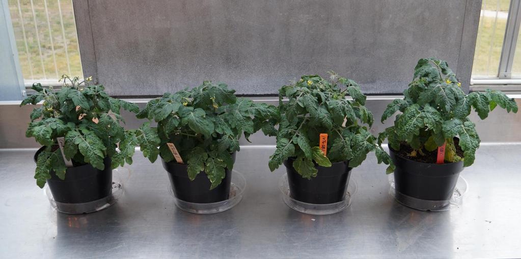 Control 5% CEB 10% CEB 15% CEB Tomato plants after