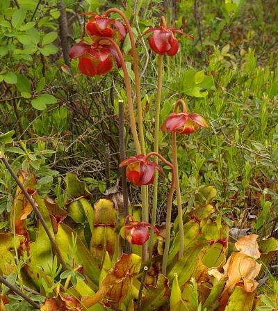 Platanthera clavellata (Michaux) Luer Sarracenia purpurea L.