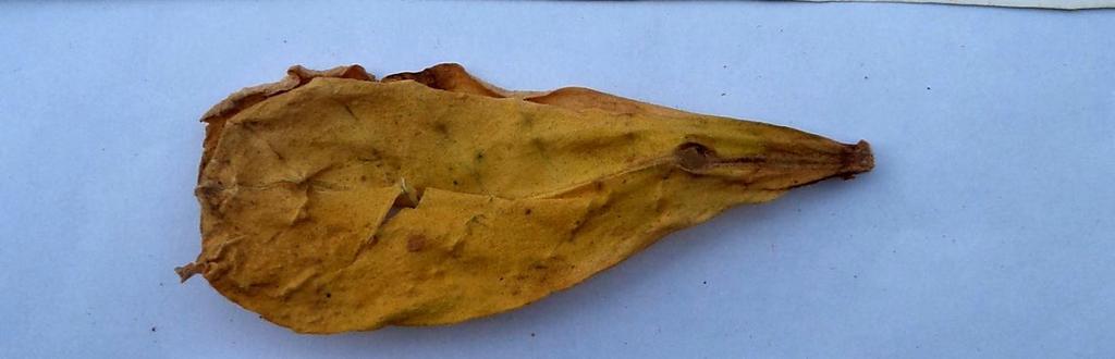 tobacco leaf 2