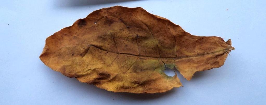 tobacco leaf 3