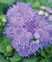 Ageratum, Compact Aloha, Artist, Danube, Hawaii Series Compact, well-branched plant with masses of frilly,