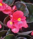 branches with many orchid-like blooms. A vigorous grower and nice cut flower. Heat and drought tolerant.