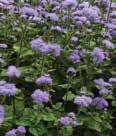 Color: Yellow, cream Height: 18-36 Spread: 12-20 Ageratum, Tall Blue Horizon Taller, upright variety with