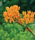 Color: Blue Height: 12-24 Spread: 12-18 Asclepias Silky Series Upright plant with three-inch long clusters of