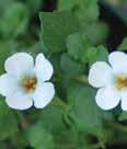 with dense clusters of small white flowers that continuously bloom throughout the season.