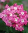 Color: Lavender, pink, blue, burgundy, lime, purple, red, white, peach Height: 8-12 Spread: 18-24 ANNUALS