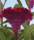 Color: Yellow Height: 12-14 Spread: 14-16 Celosia, Brain Prestige Scarlet, Twisted Eye catching plant with