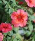 Mounding plant with continuous blooms and interesting foliage to use in patio containers, hanging baskets