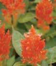 Celosia, Feather New Look, First Flame, Fresh Look, Arrabona Series Plume-like flowers offer big