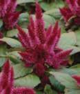 Color: Yellow, pink, orange, red, purple Height: 8-12 Spread: 10-14 Celosia, Spiky Spiky, Kosmo