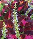 Series Large, vigorous double flowers bloom on well-branched green foliage. Compact, sturdy habit.