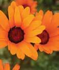 Dimorphotheca Three inch showy, daisy-like blooms of yellow and orange with white rays that are tinged purple