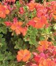 Color: Red, white, pink, bi-color flowers and green, white, lime variegated foliage Euphorbia Diamond Frost Airy