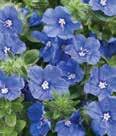 Color: Purple, yellow, mix Height: 10-12 Spread: 10-12 Geranium, Variegated Heat loving annual with large,