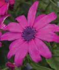 Color: Red, purple, pink, lilac, lavender, white Height: 12-22 Spread: 10-24 Petunia, Spreading Supertunia,