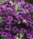 Color: Purple foliage Height: 24-36 Spread: 24-36 Phlox Phloxy Lady, 21st Century Series A compact, vigorous