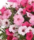 Color: Blue, red, pink, white, mix Height: 10-12 Spread: 8-10 Petunia, Controlled/Compact Growth Ez Rider,