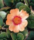 Series Heat-loving and drought tolerant plant with bright, petite flowers in multitude of colors.