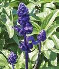 Color: Purple Height: 10-12 Spread: 10-12 Salvia farinacea Victoria Blue Long spikes of multi-floret