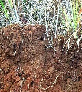 Soil formation Importance of