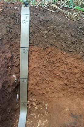 Soil Formation Processes: 1. Additions Water, organic matter, sediment 2. Losses soluble compounds, erosion 3. Transformations Organic matter to humus Primary minerals to clay minerals 4.