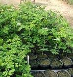 Seedling production. Seedlings can be grown in divided trays, individual pots, plastic bags, or seedbeds (Figs. 6, 7).