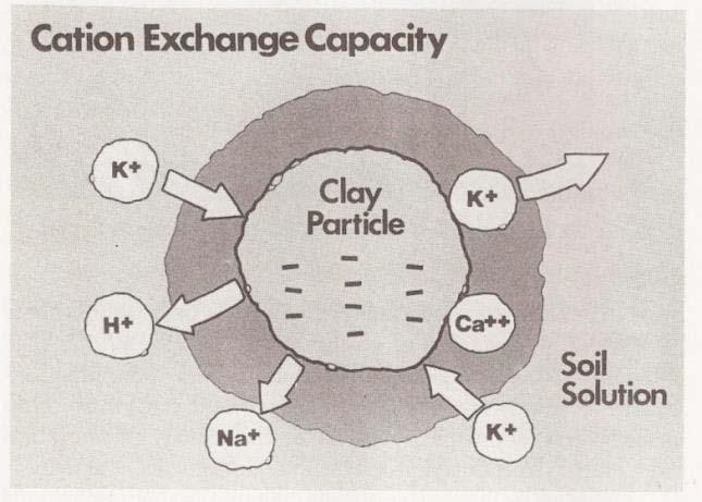 Cation Exchange Capacity (CEC) A measure of soil fertility (soil analysis) Cations in soil
