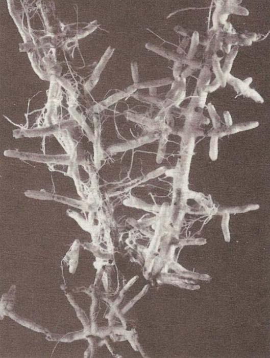 Mycorrhizal Fungi Ecto