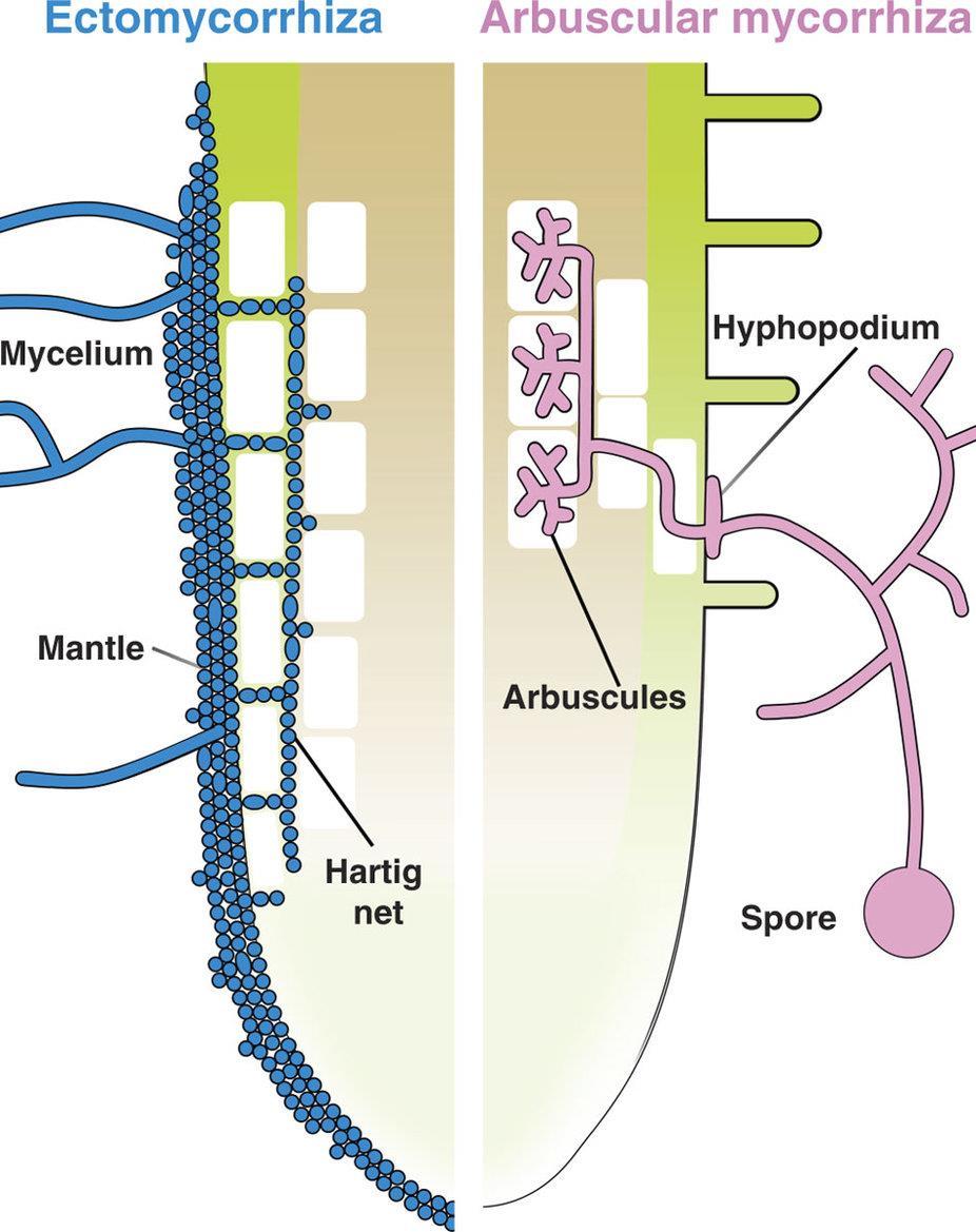 Ecto Endo Mycorrhizal Fungus Sources: