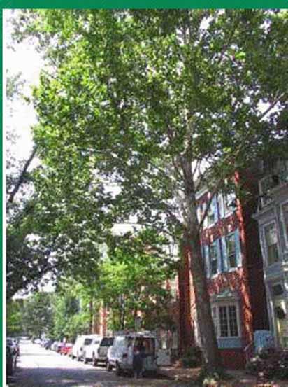 Urban Cooling Trees: 10% canopy increase 5-10% energy savings from shading, wind blocking Permeable pavements: reduce heat island effect -