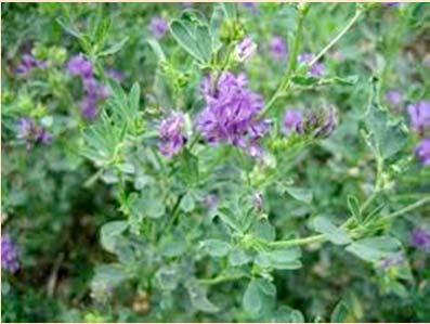 Plant-Based Organic Fertilizers Alfalfa meal (about 2-1-2)
