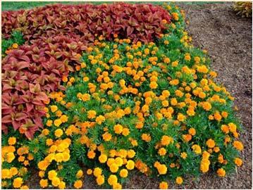 Biochemical pest suppression Do marigolds provide suppression of root lesion and root-knot nematode?