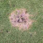 Application volume for leaf and crown diseases (Anthracnose, Dollar Spot, Helminthosporium diseases, Winter