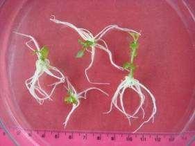 2) were required for root induction was in 1h treatment. The highest number of roots (22.0) was observed in 4h treatment (Plate 3) which was similar to the control. Whereas, the minimum roots (2.