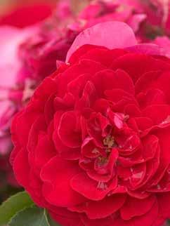 Pinktopia Rosa BAIbmas Official flower color: Medium pink Hardiness zone: 5-9 Height: 4 Flower form, size: Semi-double, 3" Petal count: 10-15 Pinktopia is an ideal accent or hedge plant.