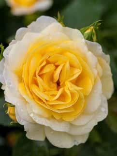 Sweet Fragrance Rosa BAInce PP19,969 Classification: Grandiflora Official flower color: Apricot Hardiness zone: 5 9 Height: 2-4 Flower form, size: Full, 3-4" Petal count: 35 Hybrid tea-shaped buds in