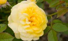 The Easy Elegance Story Since we started breeding roses in 1991,