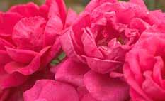 resistant shrub roses with classically beautiful flowers that