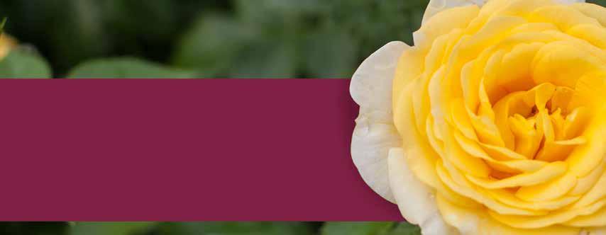 Testimonials Easy Elegance Roses have been a part of our production plan since they were introduced to us several years ago.