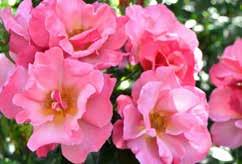Performs extremely well in cold and warm climates. Calypso Rosa BAIypso Official flower color: Apricot blend Hardiness zone: 5-9 Height: 2 Flower form, size: Double, 2.