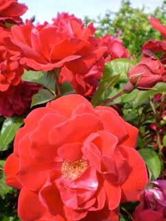 Como Park Rosa BAIark Official flower color: Medium red Hardiness zone: 4-7 Height: 2.5-3 Flower form, size: Double, 3" Petal count: 25 Great for beginners, this is one beautiful, tough rose.