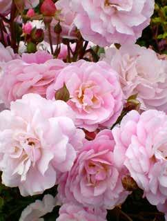 Head Over Heels Rosa BAIeels Official flower color: Light pink Height: 3 Flower form, size: Full, 2" Petal count:
