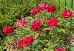 This upright rose, with dark, glossy-green foliage is an excellent choice for the middle of a garden border.