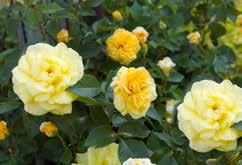 Double, 2-3" Petal count: 22 Shockingly beautiful clusters of double yellow blossoms are held high on sturdy canes.