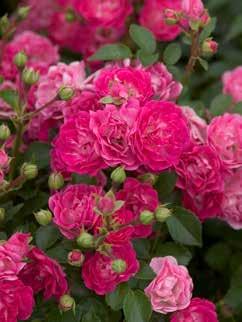 Kiss Me Rosa BAIsme PP18,506 Classification: Grandiflora Official flower color: Pink blend Hardiness zone: 5-9 Height: 3-4 Flower form, size: Double, 4" Petal count: 20-25 Decidedly the most fragrant