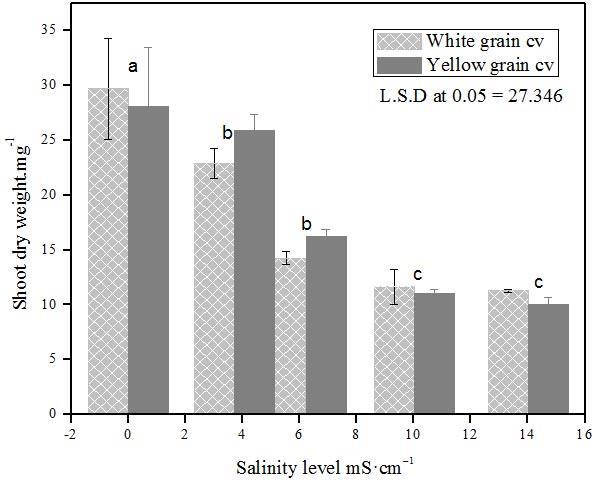 The average fresh weight of the control for white grain was 192 /plant, this value was decreased gradually throughout the salinity increase level to reach 53 /plant at 14.02 ms/cm.