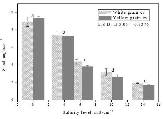 The overall averages of the fresh weight for both cultivars at all salinity levels were 112.9 /plant for yellow grain cv. and 110.4 /plant for white grain cv. (Table 1).