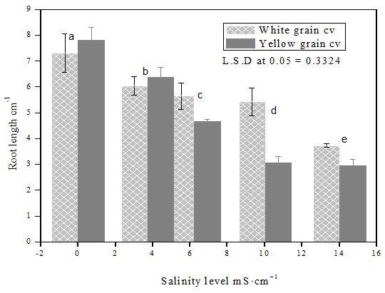 Yellow grain cultivar showed better salt tolerance index in a comparison with the white grain cultivar, however, the difference was not significant (Figure 8).